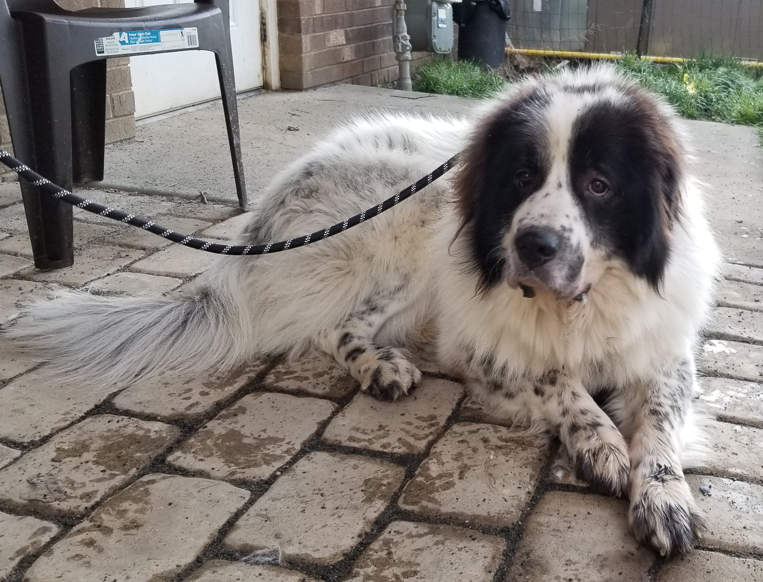 Great Pyrenees Rescue North Carolina 66 - aci40jf