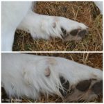 picture showing the dew claws on a great Pyrenees