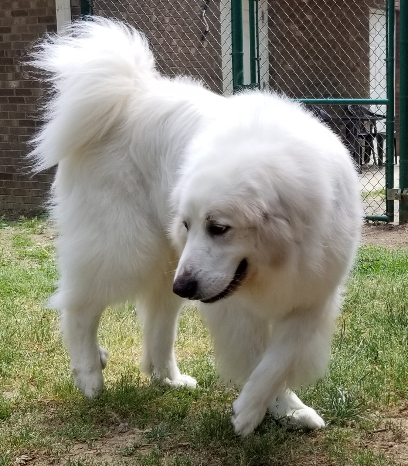 Great Pyrenees Rescue North Carolina 66 - 8tcsxyp