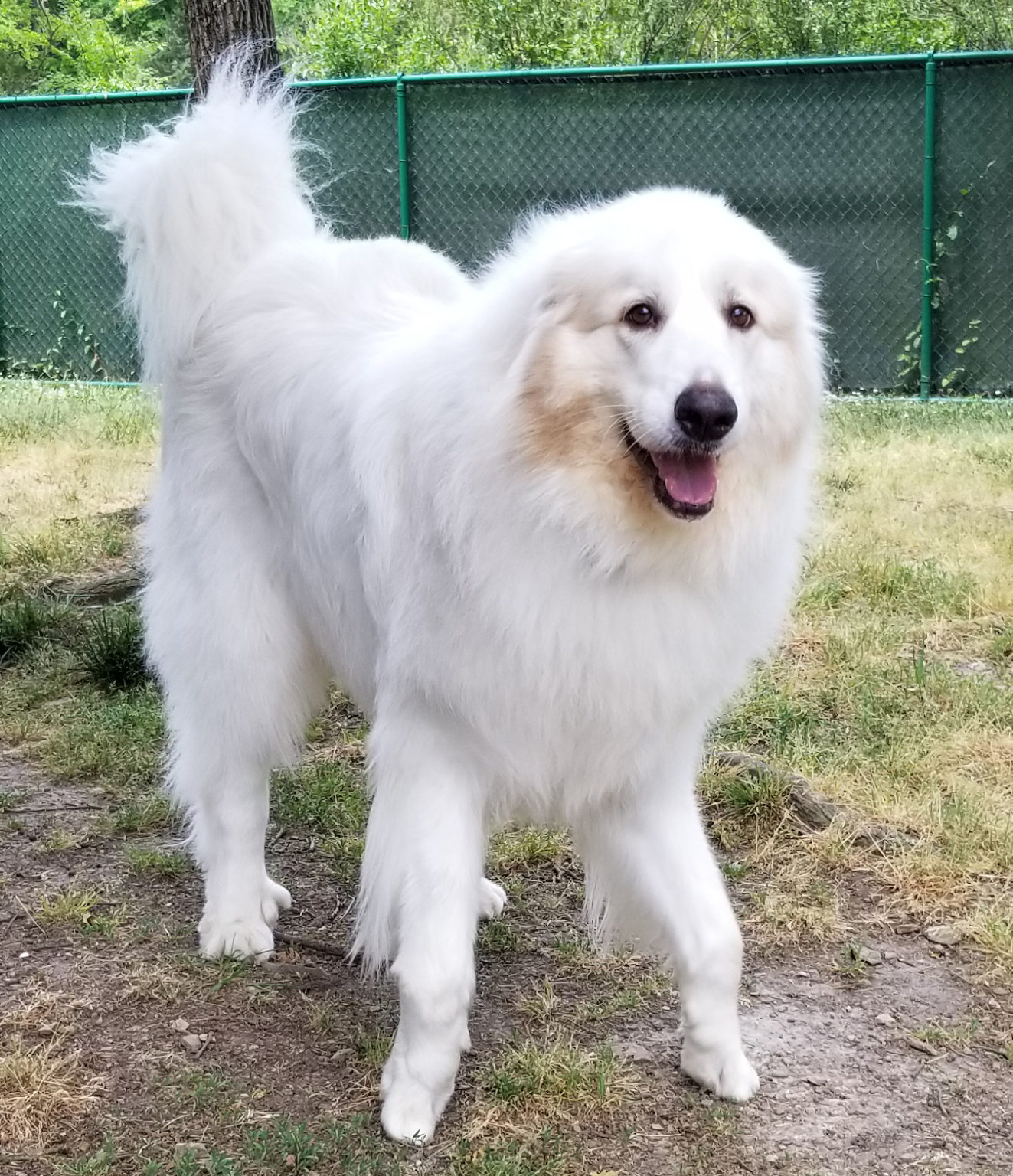 Great Pyrenees Rescue North Carolina 66 - d6p2u8y