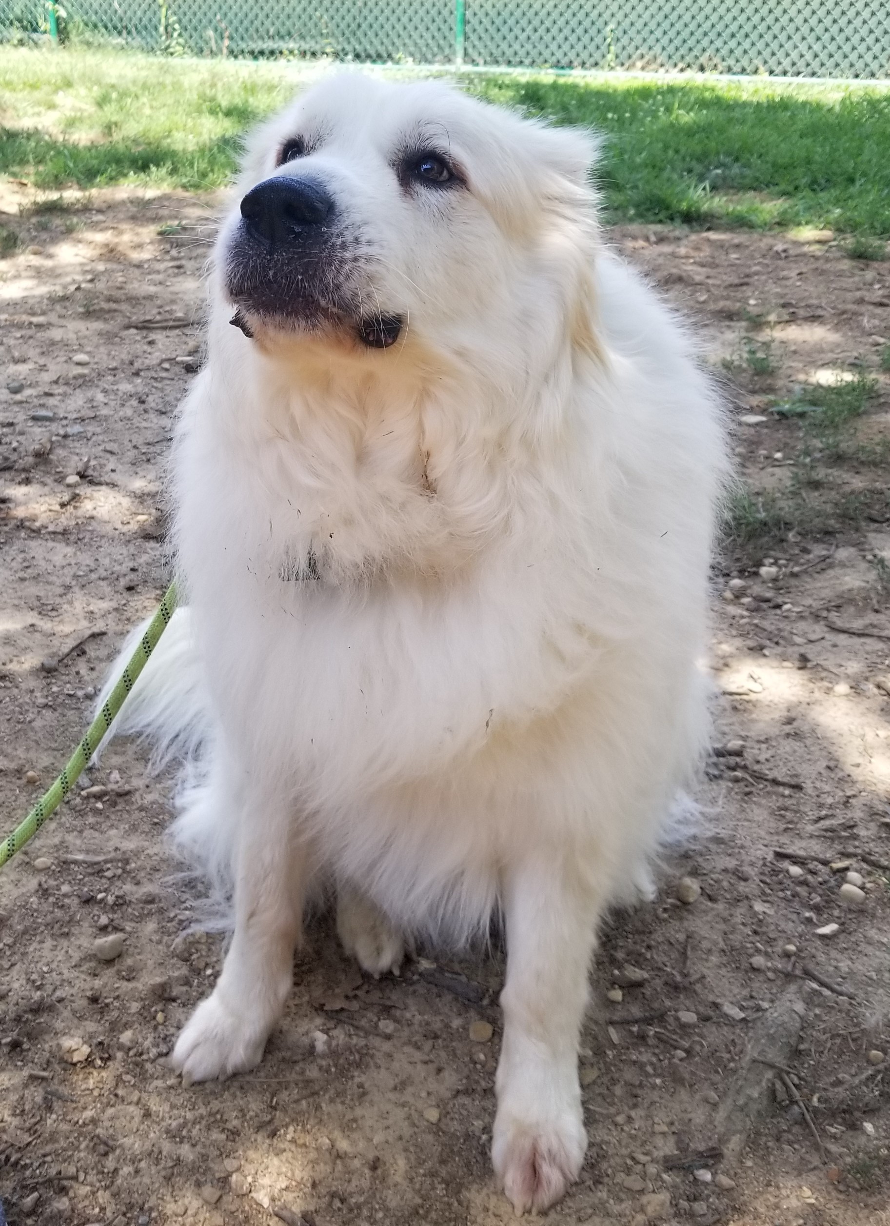 Our Pyrs - Carolina Great Pyrenees Rescue