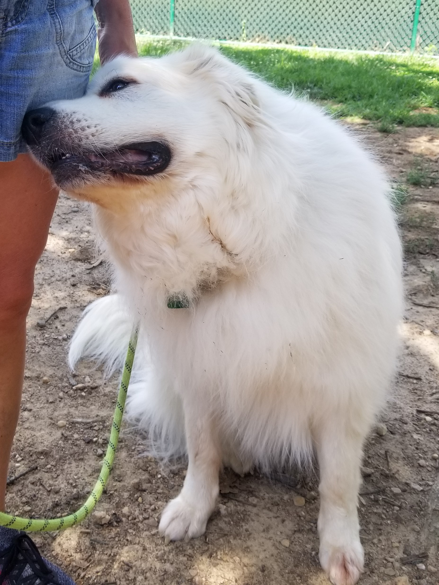 Great Pyrenees Rescue North Carolina 66