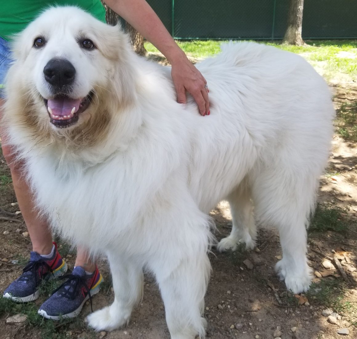 Home - Carolina Great Pyrenees Rescue