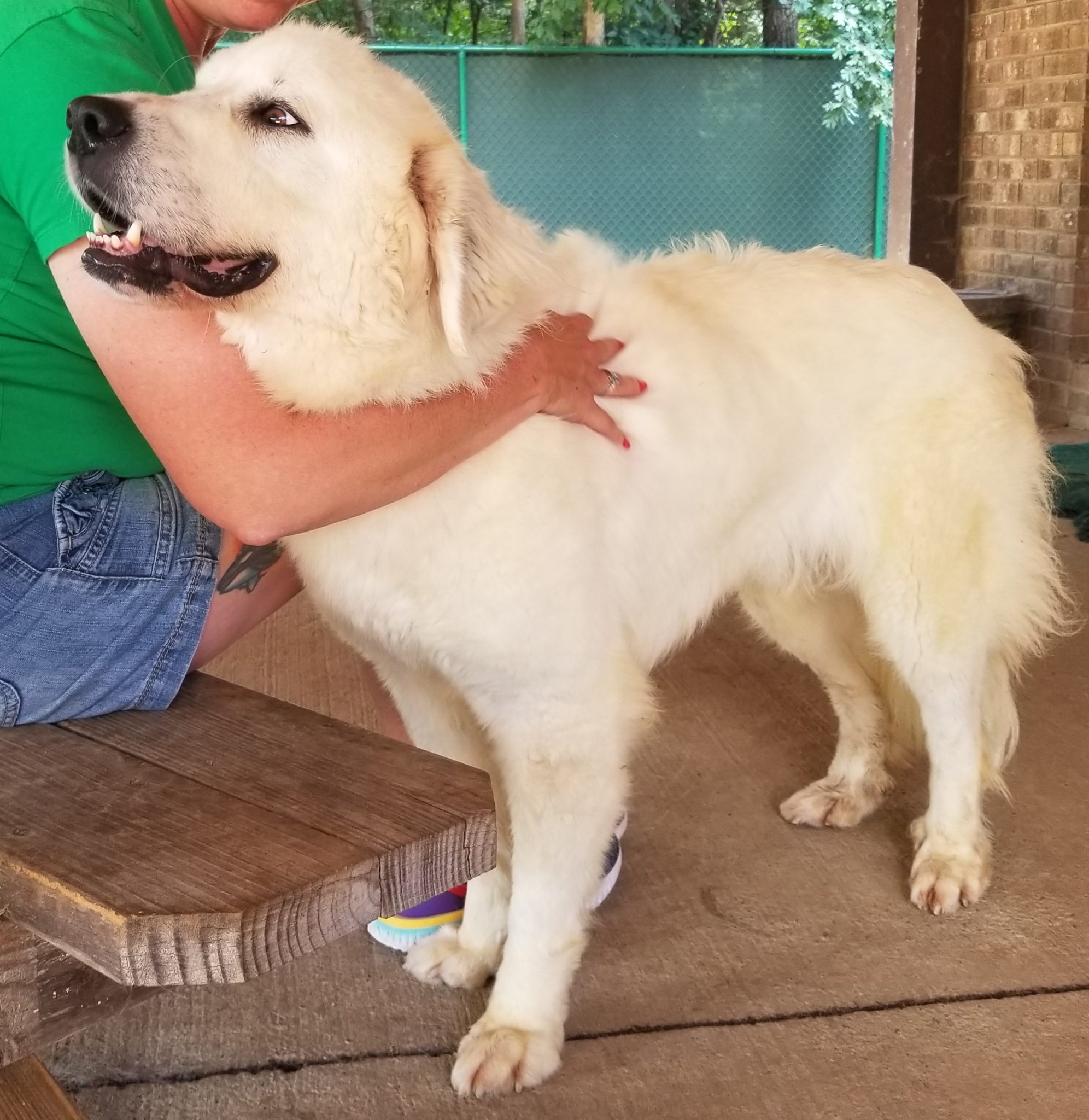 Great Pyrenees Rescue North Carolina 66 - 1pjtayb