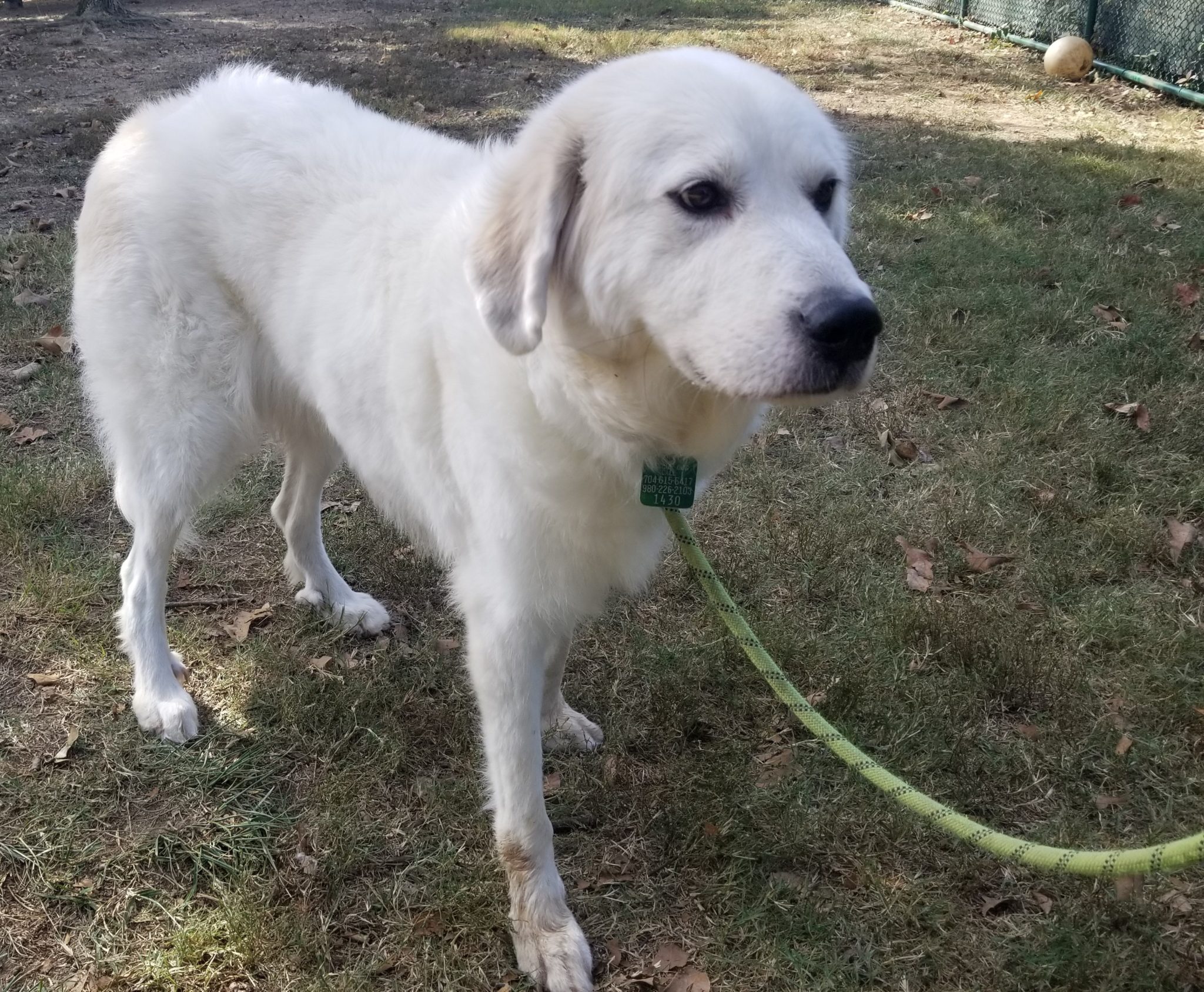 Great Pyrenees Rescue North Carolina 66 - 05nhmak