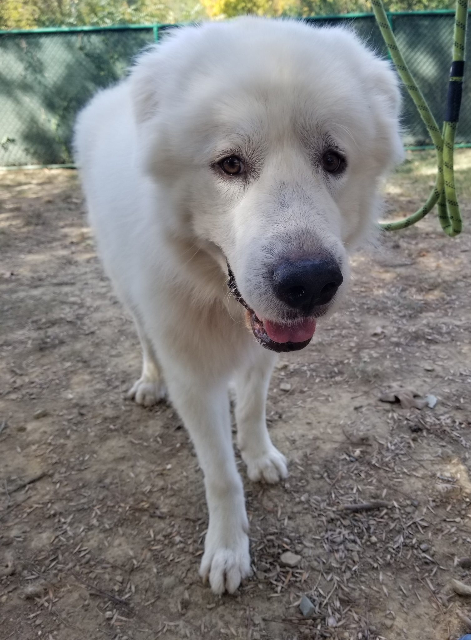 Great Pyrenees Rescue North Carolina 66 - iula6sr