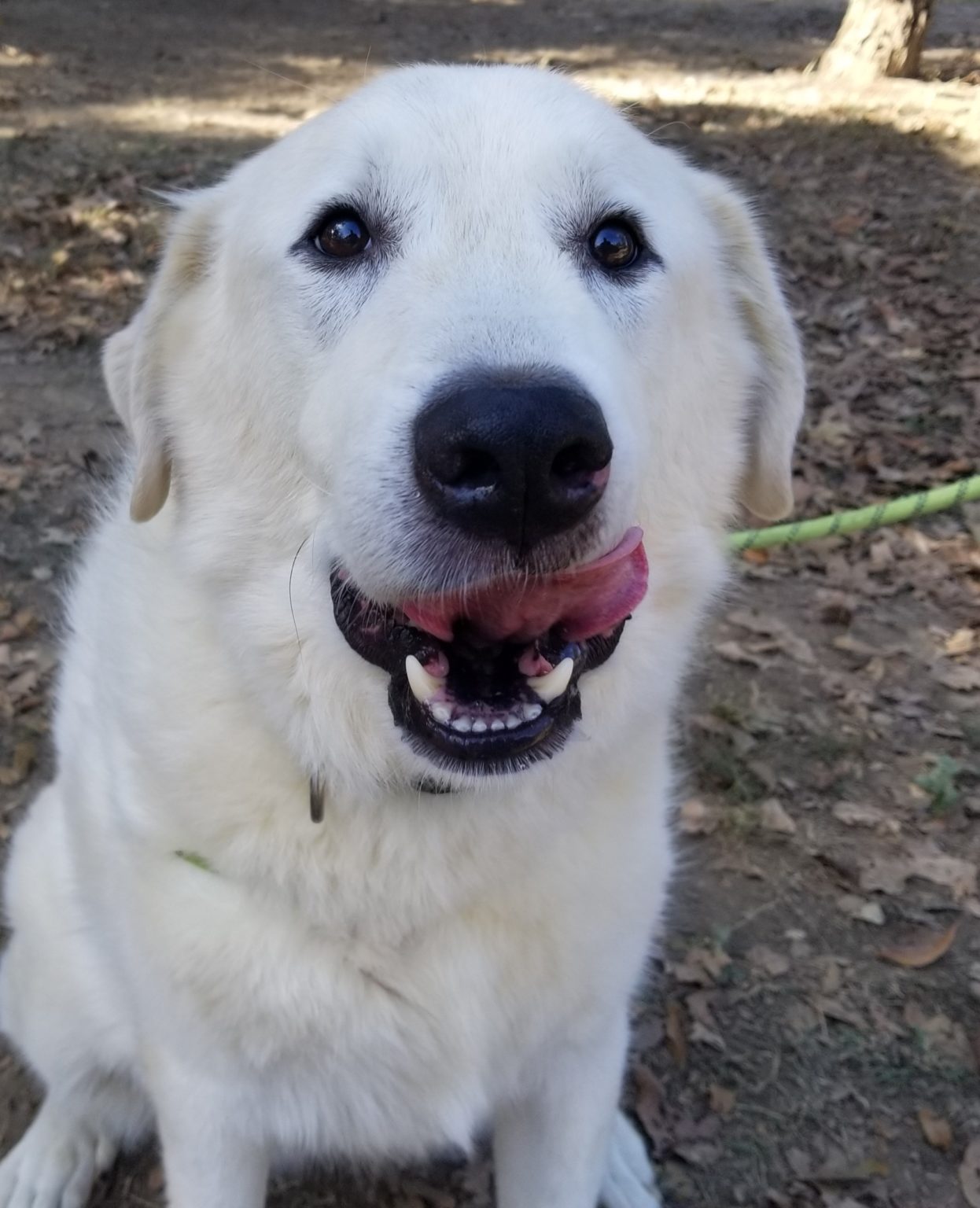 Great Pyrenees Rescue North Carolina 66 - aioz7vr