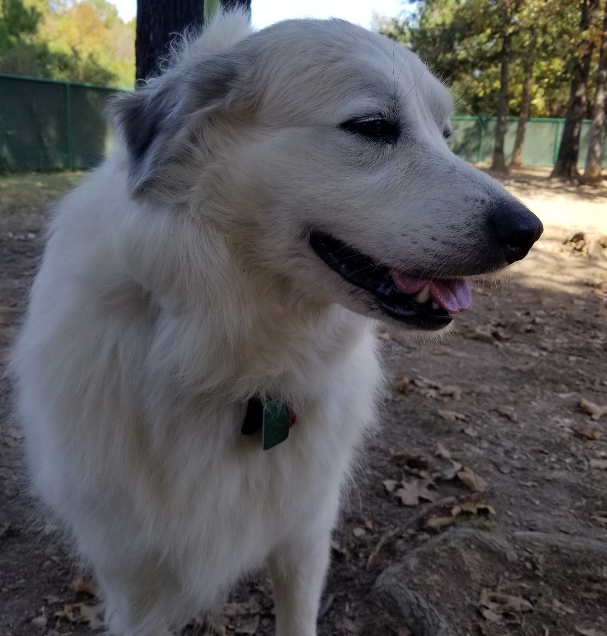 Great Pyrenees Rescue North Carolina 66 - 90qksxb