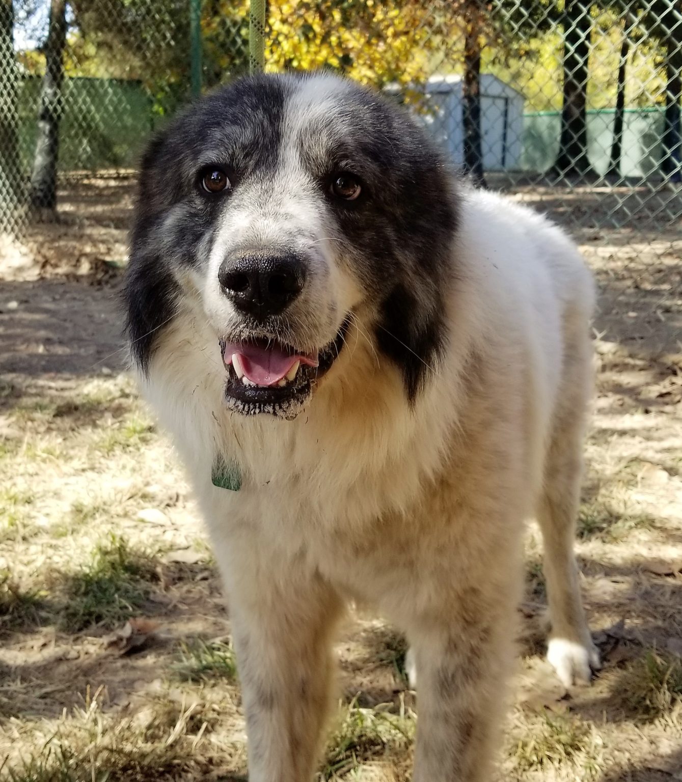 Great Pyrenees Rescue North Carolina 66 - 6fkndpa
