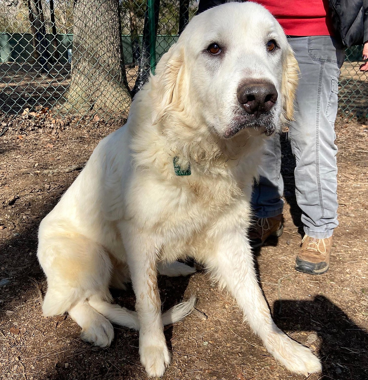 Home - Carolina Great Pyrenees Rescue