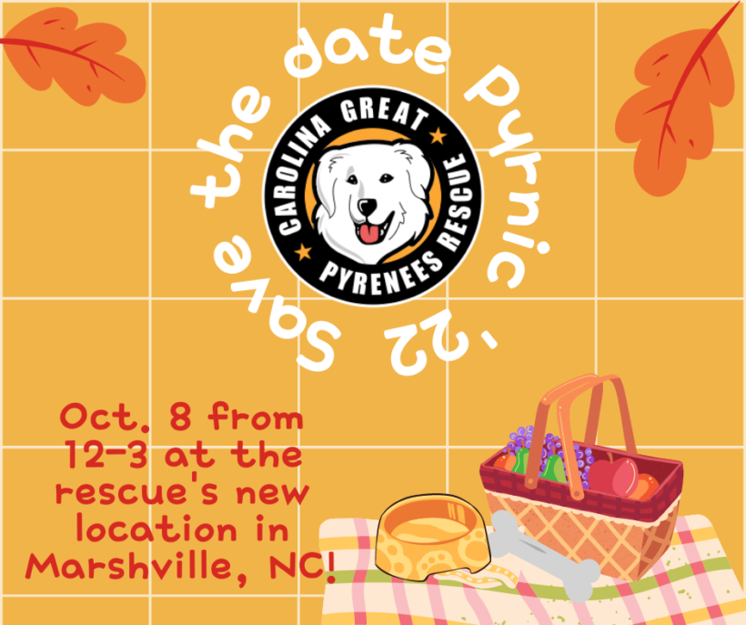 Carolina Great Pyrenees Rescue’s annual homecoming Pyrnic! October 8th
