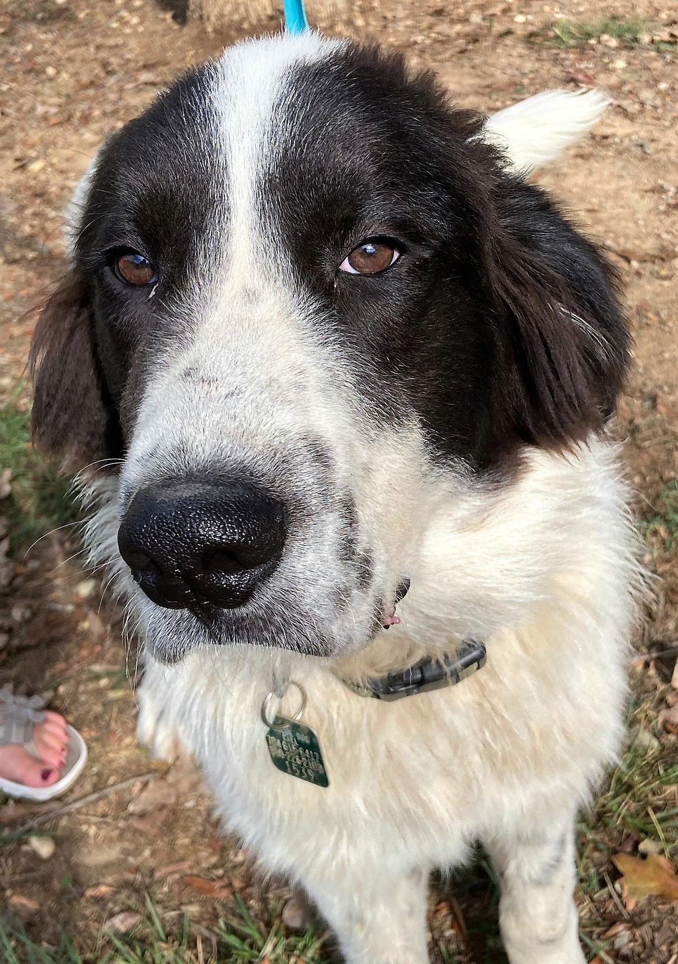 Great Pyrenees Rescue North Carolina 66 - ssece3a