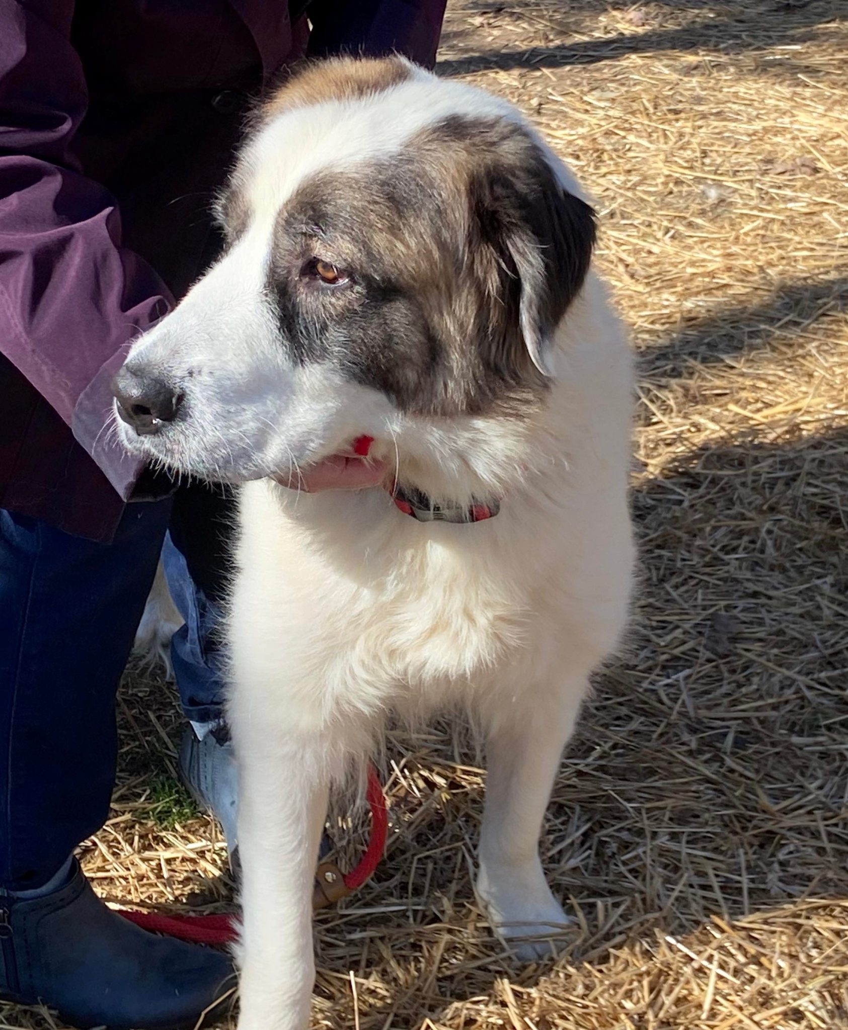 Great Pyrenees Rescue North Carolina 66 - rcx6872