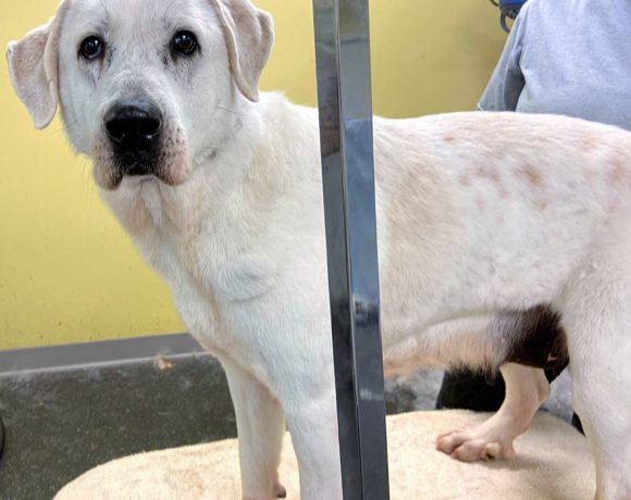 Rhea — ADOPTION PENDING!