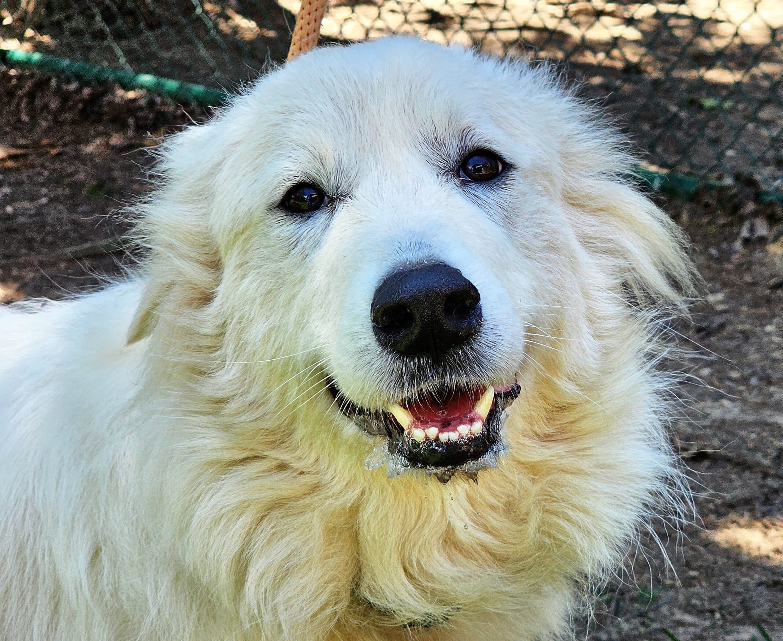 Home - Carolina Great Pyrenees Rescue