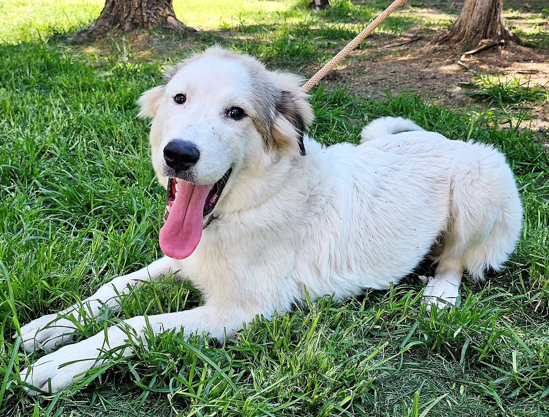 Home - Carolina Great Pyrenees Rescue