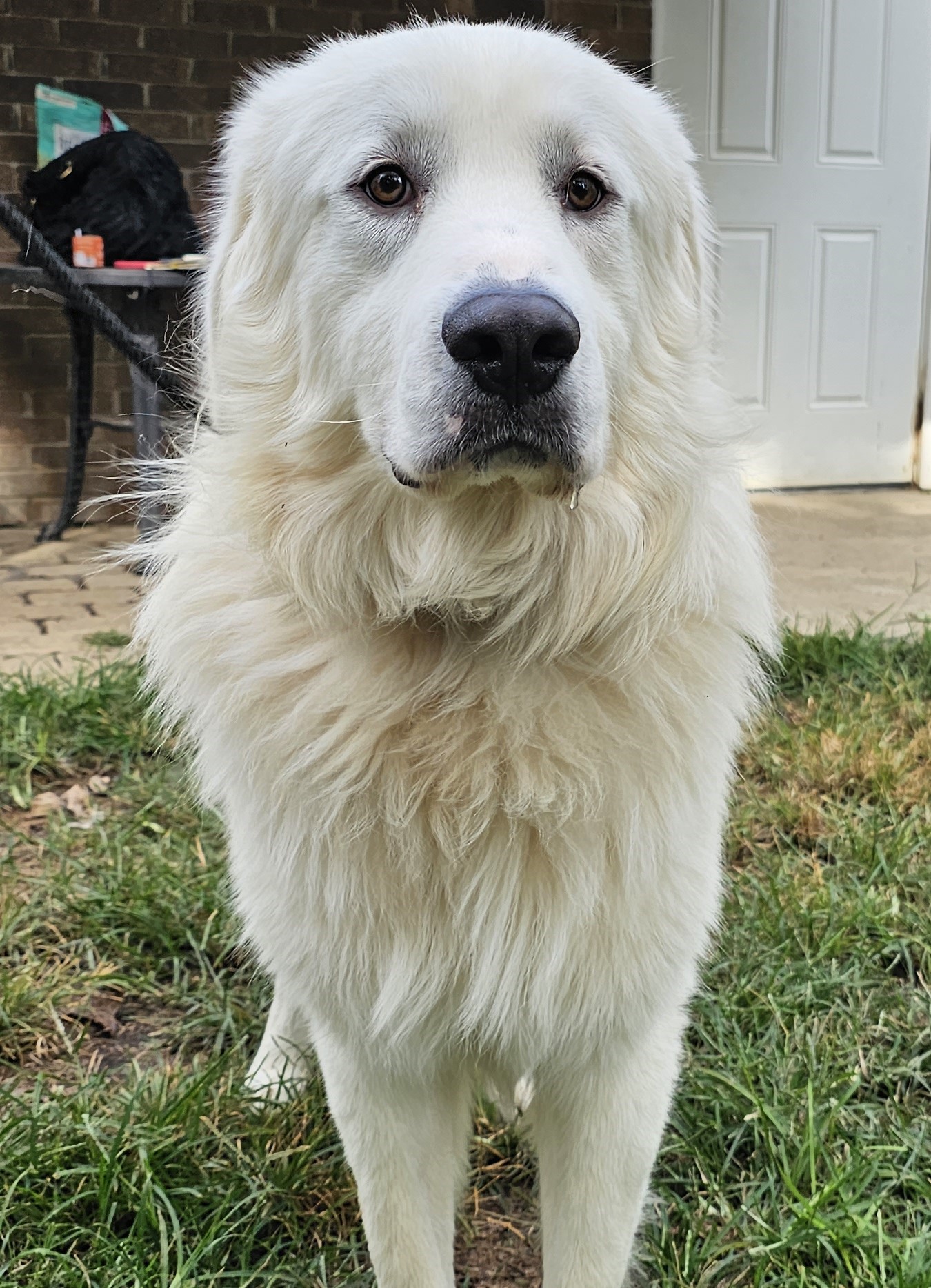 Home - Carolina Great Pyrenees Rescue