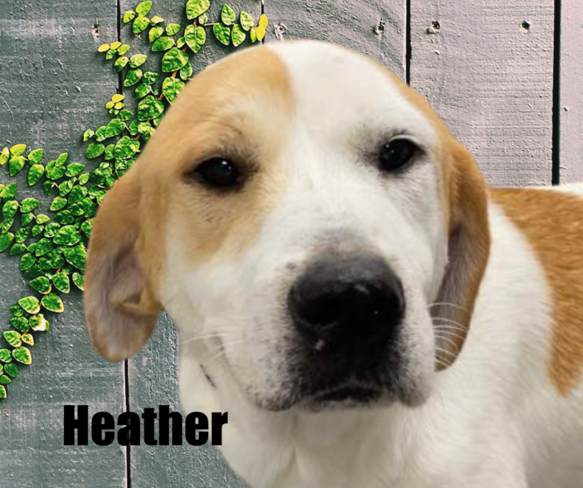 Heather