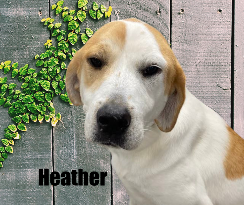 Heather