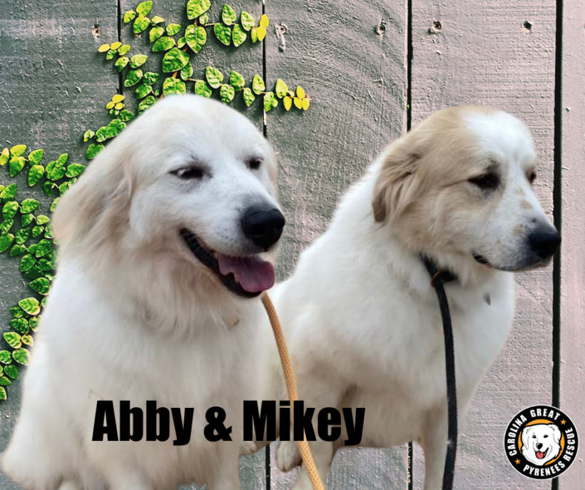 Abby and Mikey