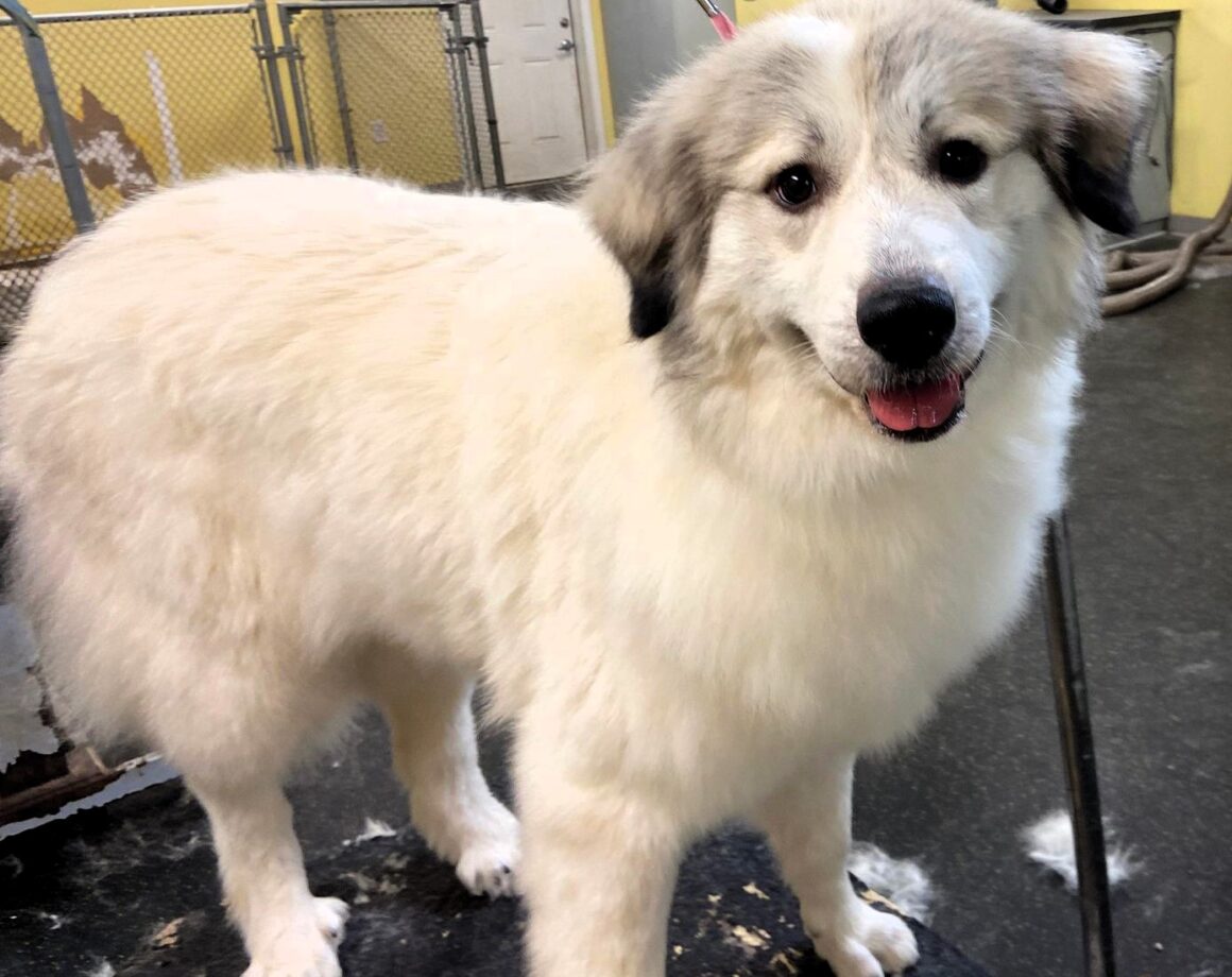 Great Pyrenees Rescue North Carolina 66