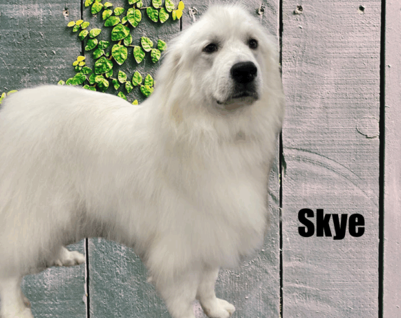 Skye and Stark