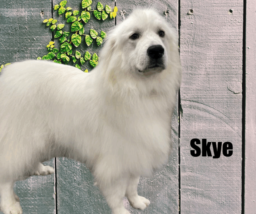 Skye and Stark