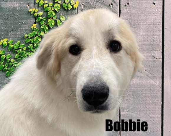 Bobbie