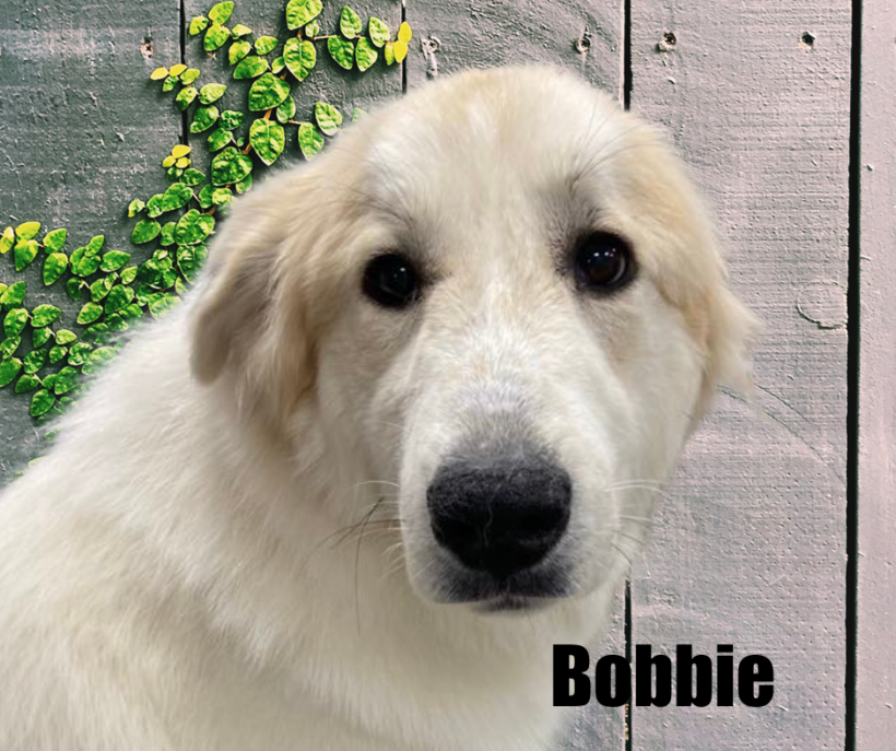 Bobbie