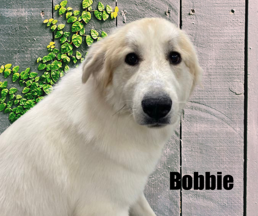 Bobbie