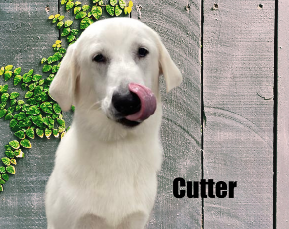 Cutter and Forky Cutter and Forky