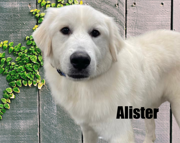 Alister