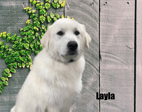 Layla