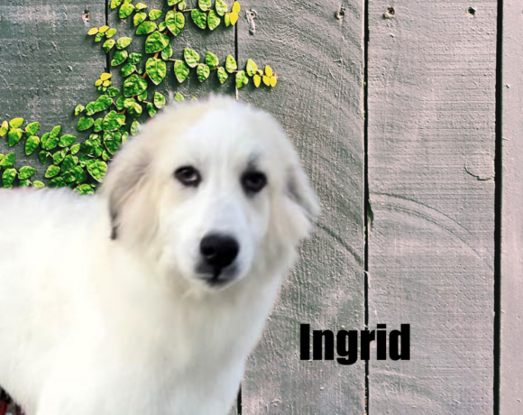 Ingrid