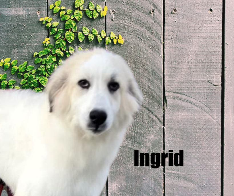 Ingrid