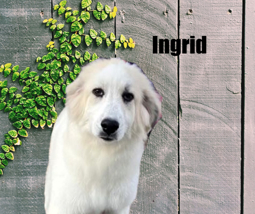 Ingrid