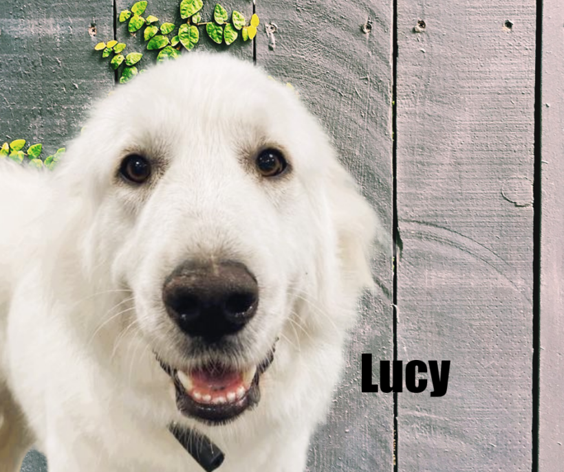 Lucy