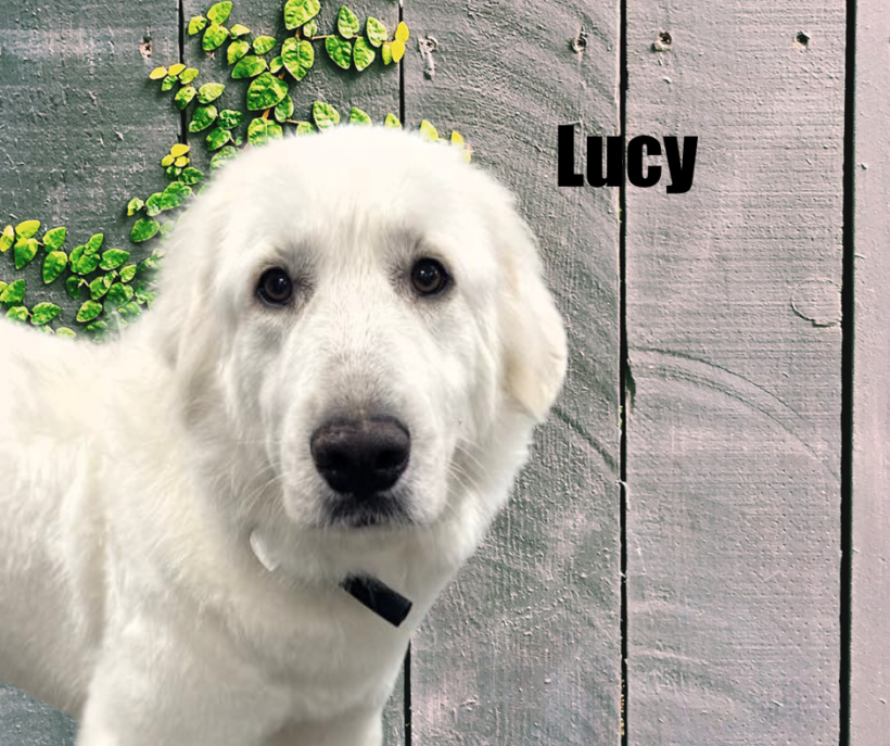 Lucy