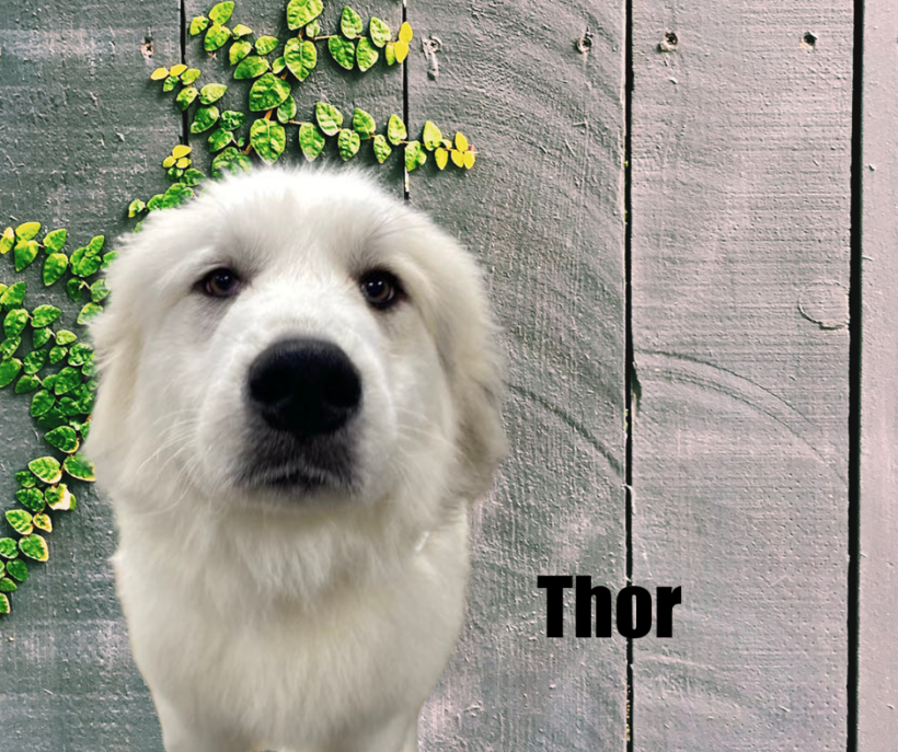 Thor