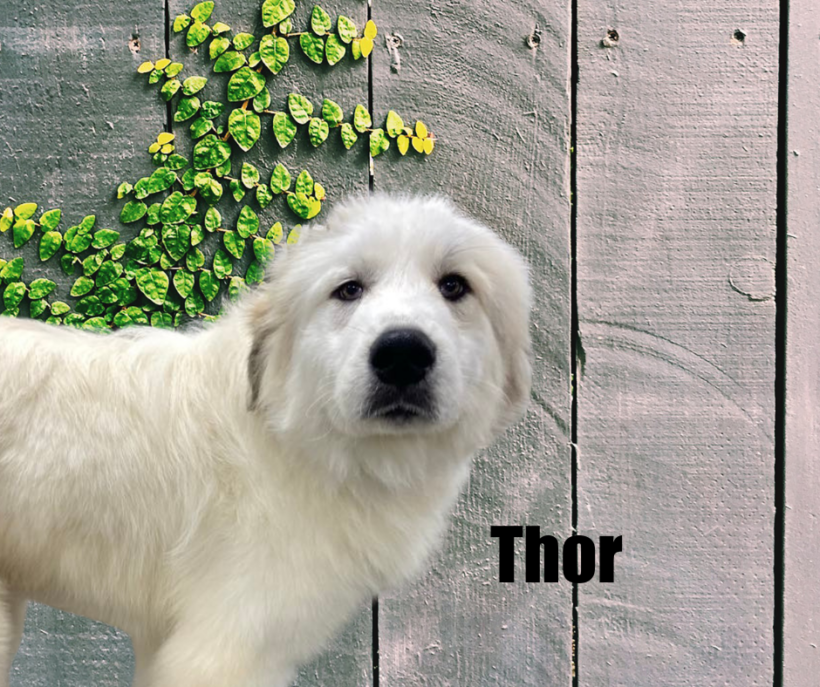 Thor