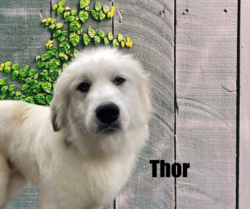 Thor