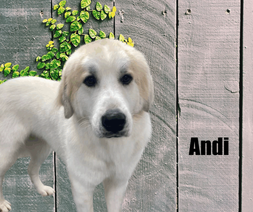 Joy and Andi