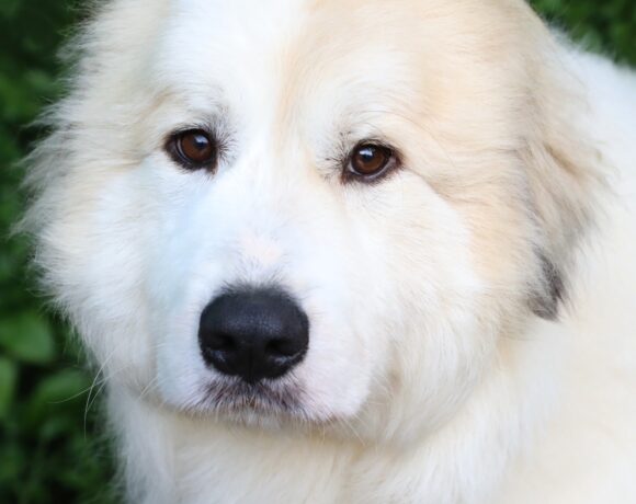 Cooper