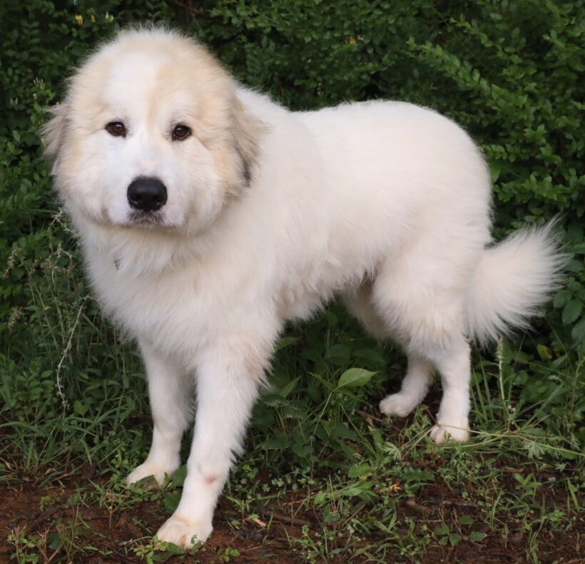 Cooper