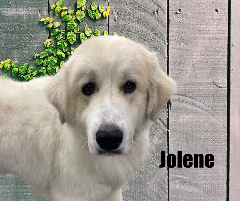 Jolene