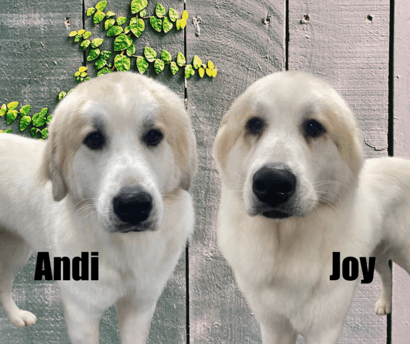 Joy and Andi