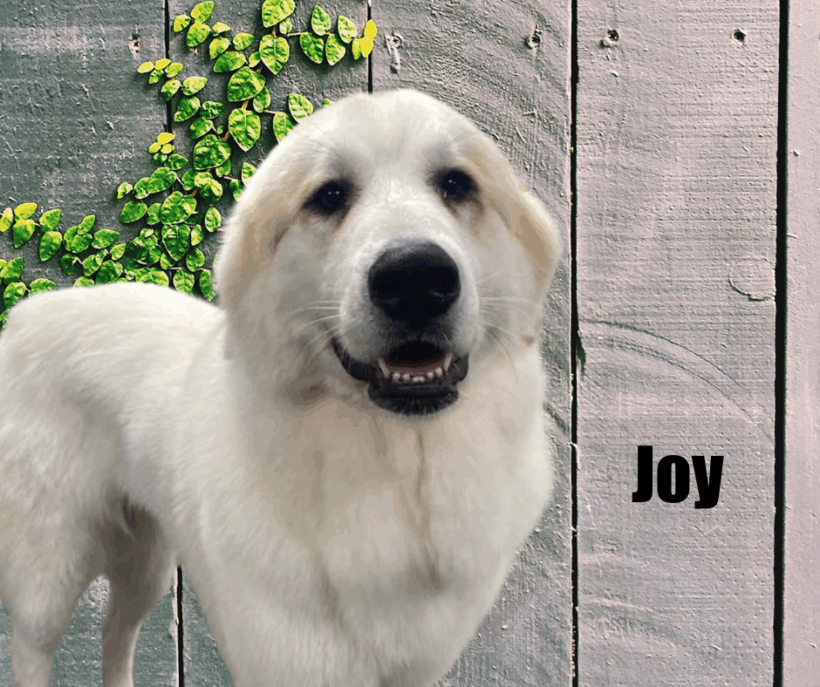 Joy and Andi