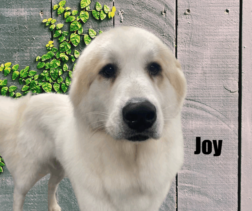 Joy and Andi