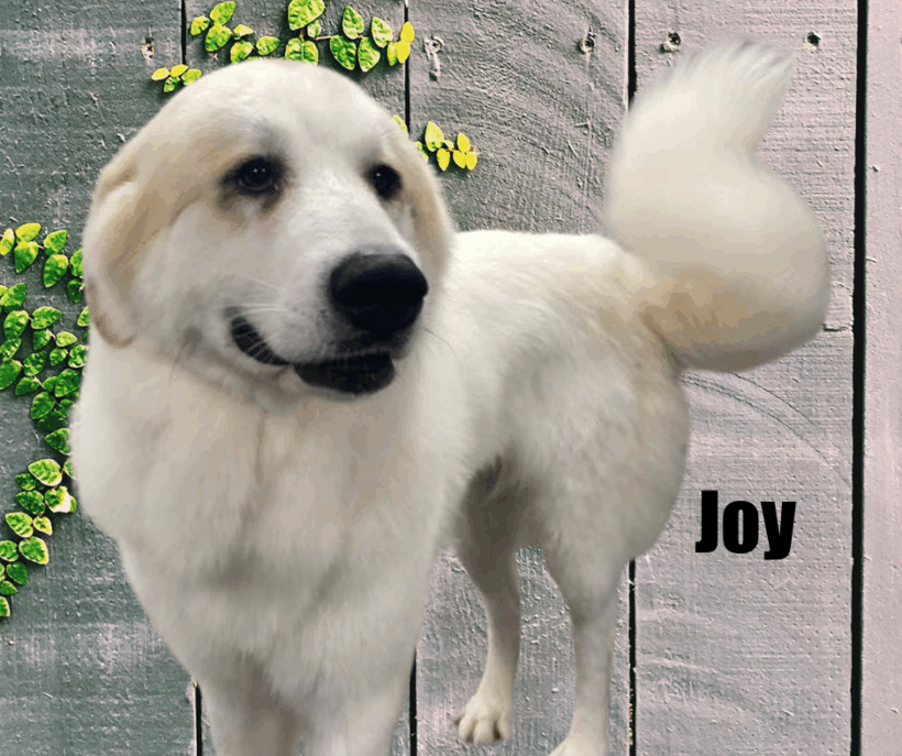 Joy and Andi