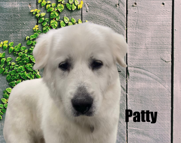Patty